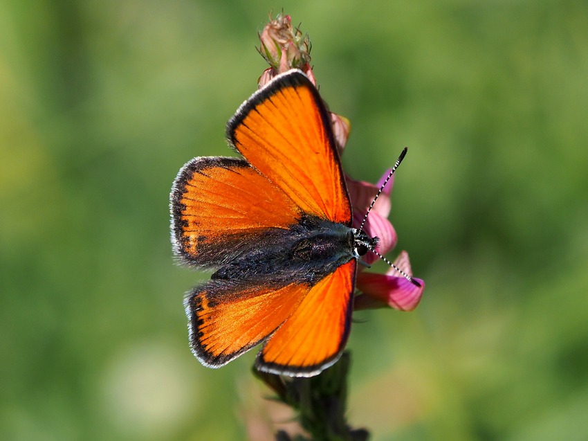 Lycaena italica